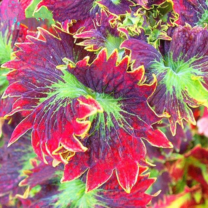 Колеус Coleus Juliet Quartermain