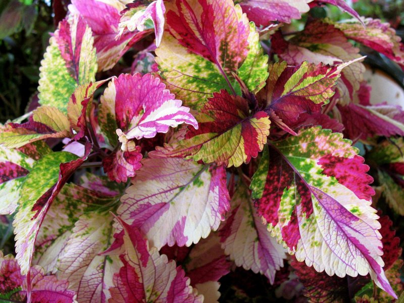 Колеус Coleus Juliet Quartermain