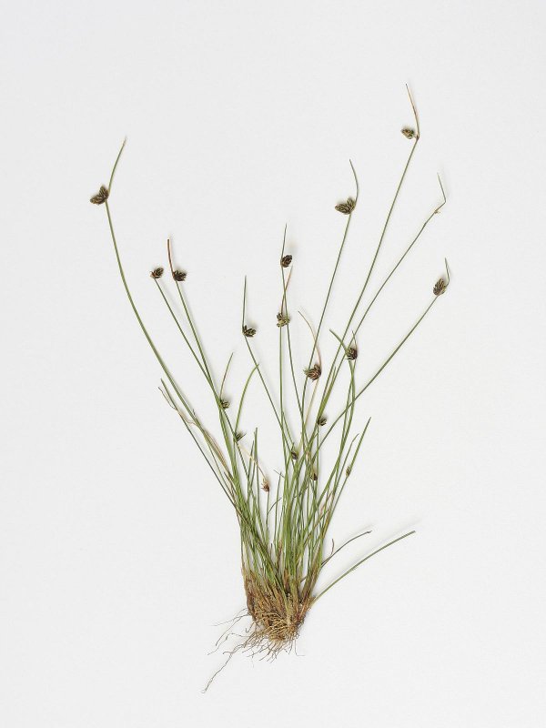 Isolepis cernua фото и описание сорта