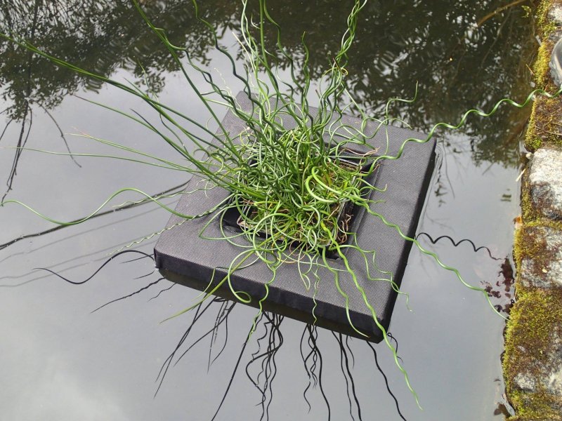Float Plant