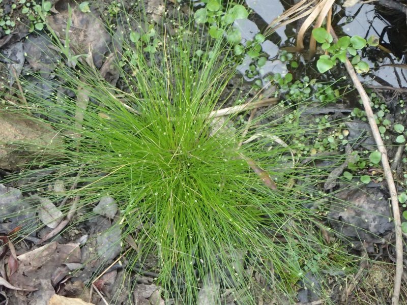 Scirpus cernuus