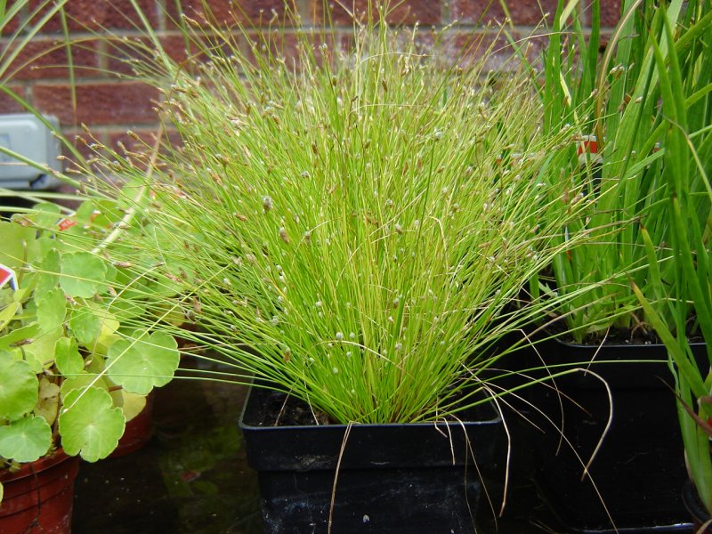 Scirpus cernuus
