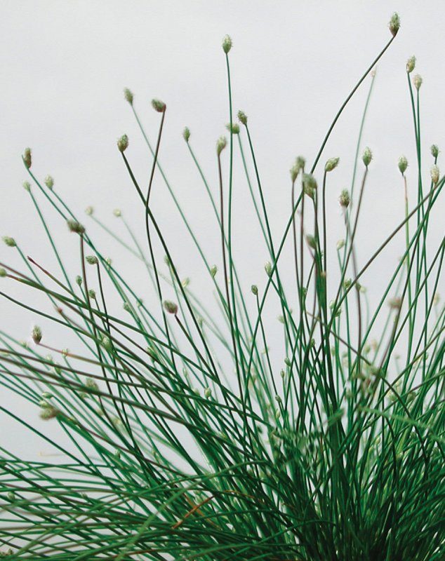 Сцирпус (Scirpus)(Изолепис.камыш)
