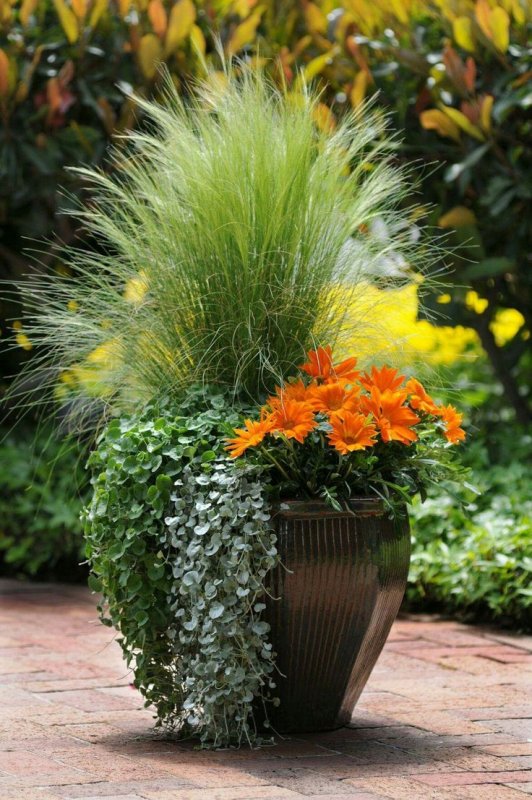 Isolepis setacea