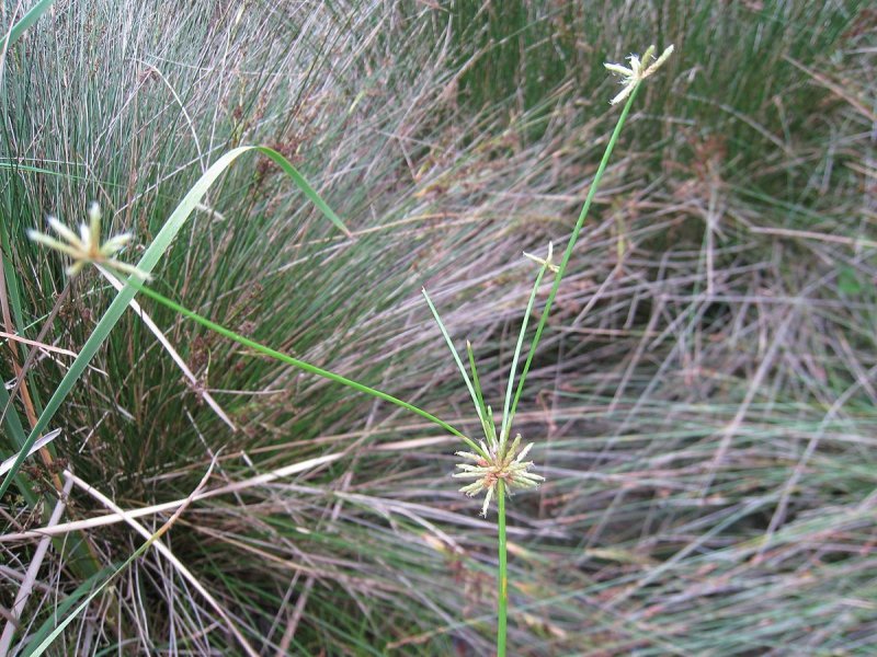 Isolepis Fluitans