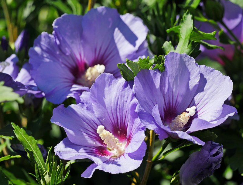 Hibiscus syriacus куст