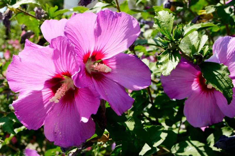 Hibiscus syriacus куст