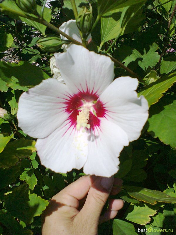 Гибискус сирийский (Hibiscus syriacus)
