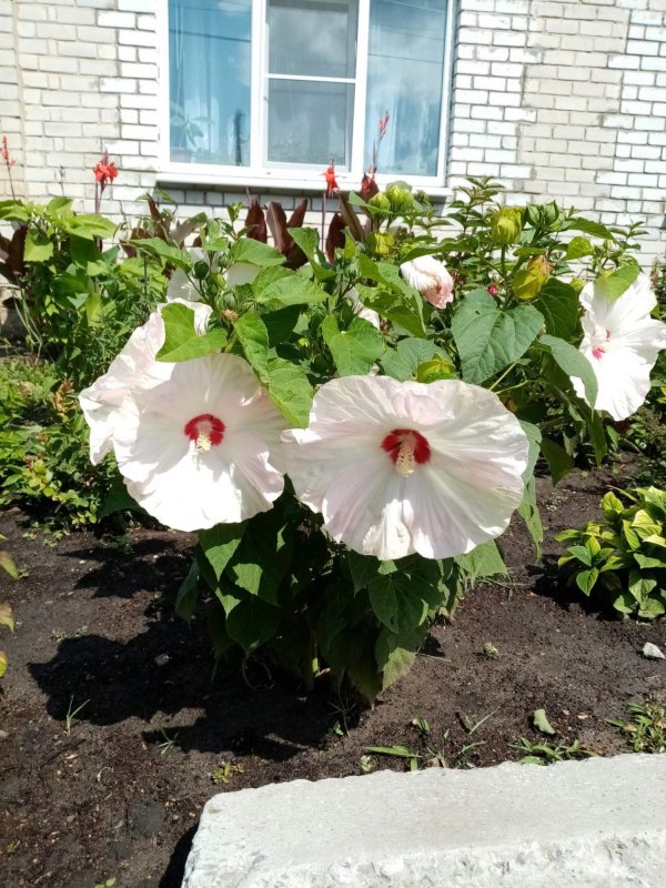 Гибискус кустарниковый