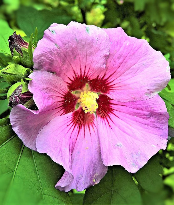 Гибискус сирийский, кетмия – Hibiscus