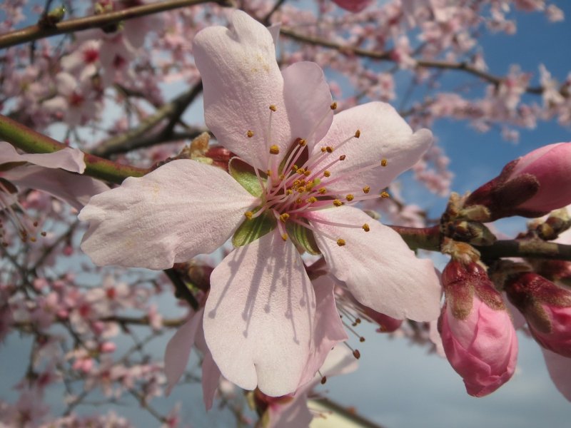 Prunus Dulcis
