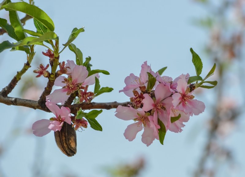 Миндаль обыкновенный (Amygdalus communis)