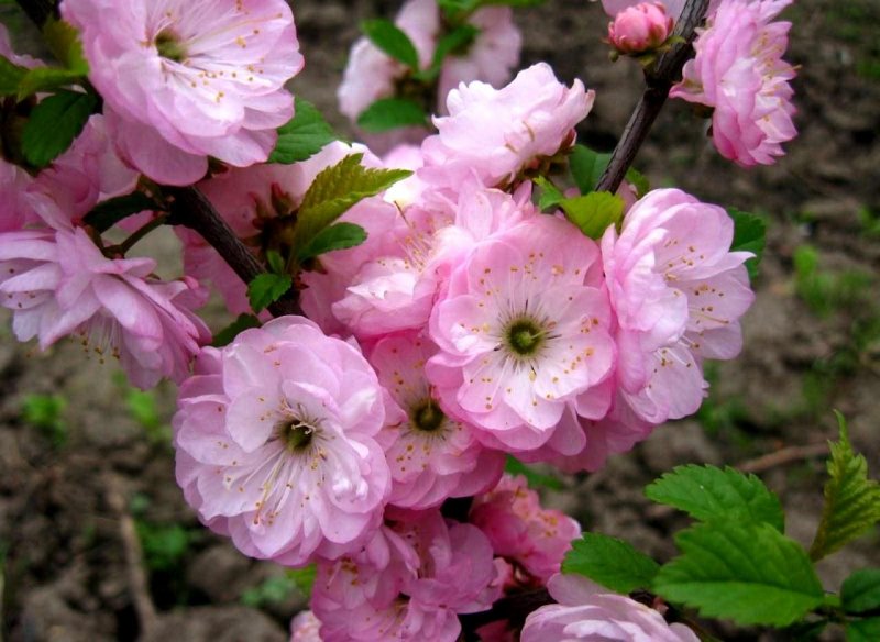 Миндаль трехлопастной Prunus triloba
