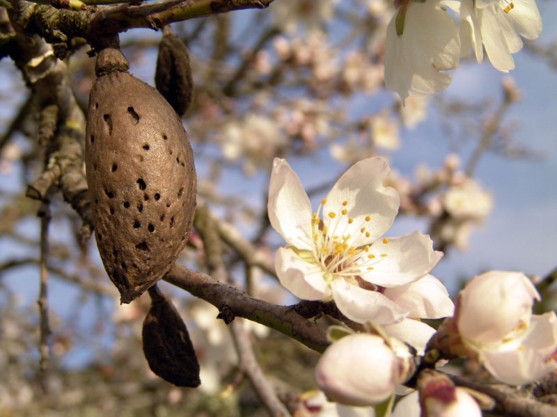 Миндаль обыкновенный (Amygdalus communis)