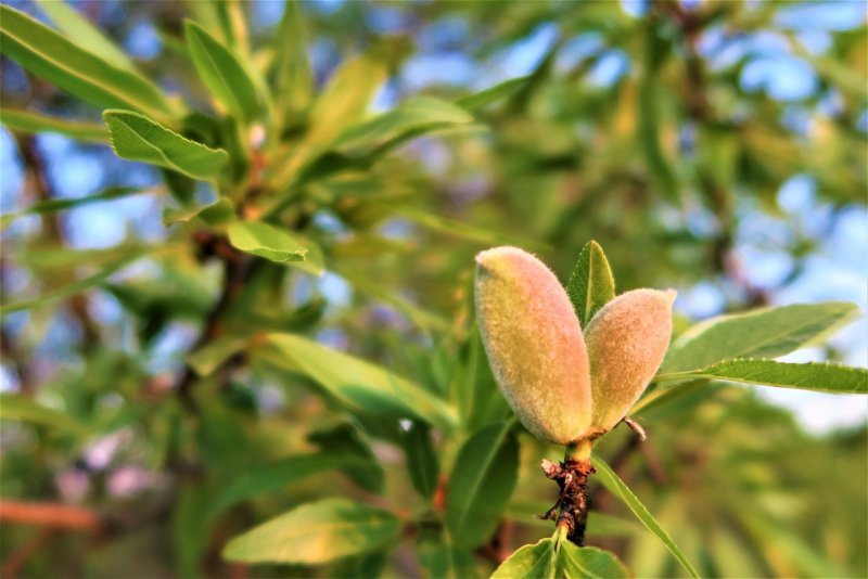 Amygdalus communis миндаль обыкновенный дерево