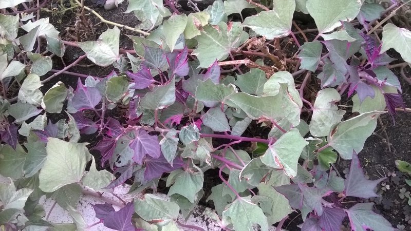 Ипомея батат variegata
