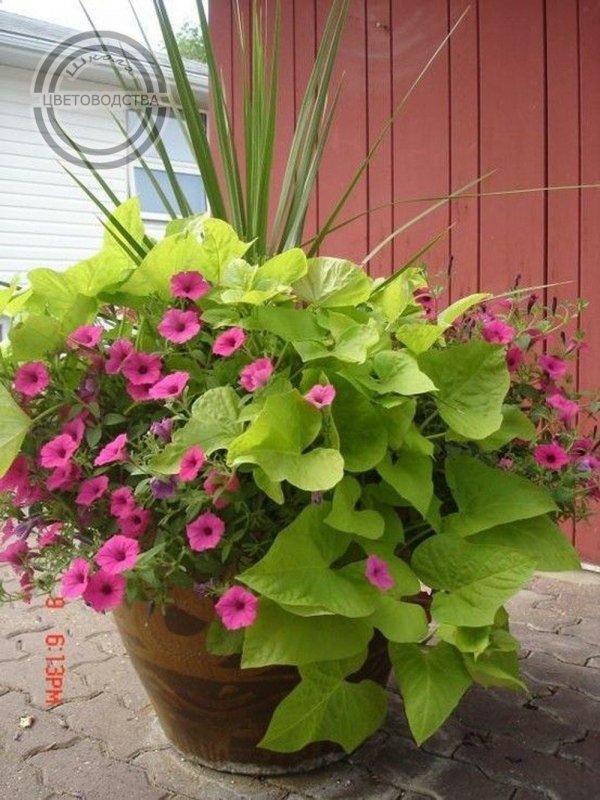 Ipomoea Batatas Landscape