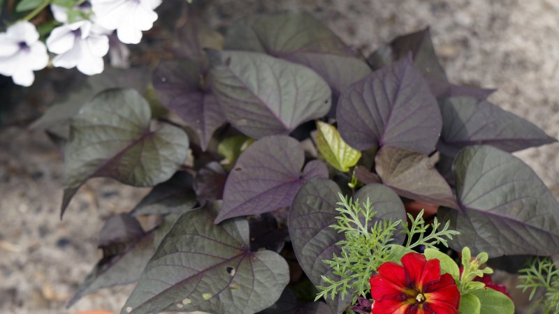 Ипомея батат variegata