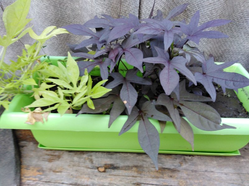 Ipomoea Batatas