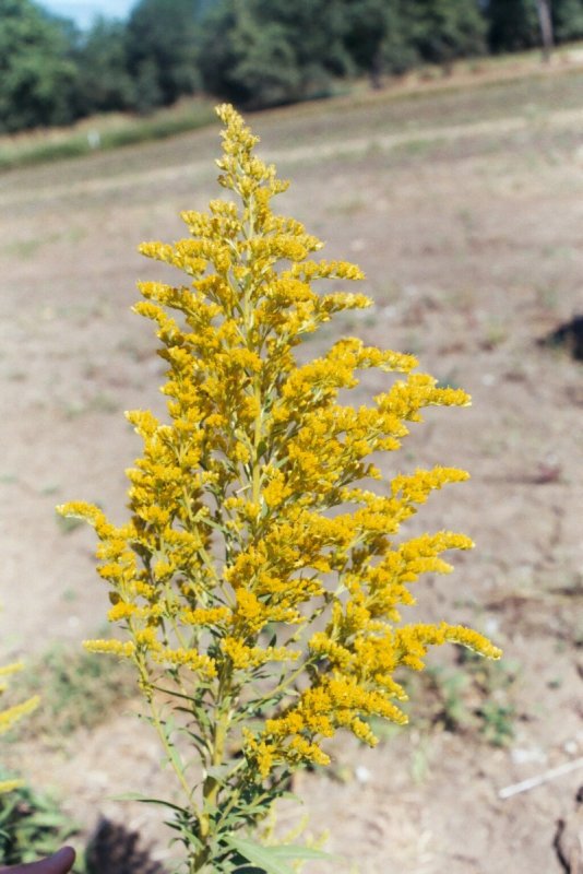 Золотарник канадский (Solidago canadensis)