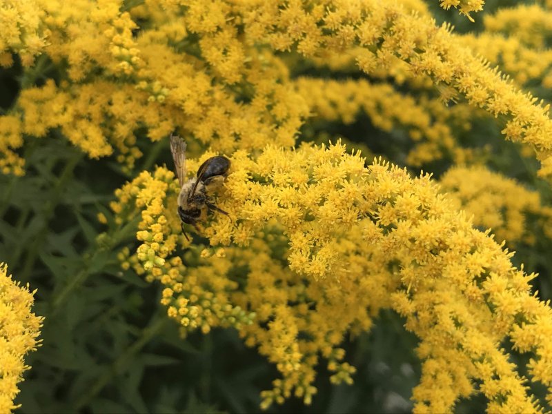 Золотарник обыкновенный (Solidago virgaurea