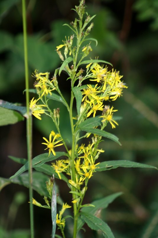 Solidago gigantea