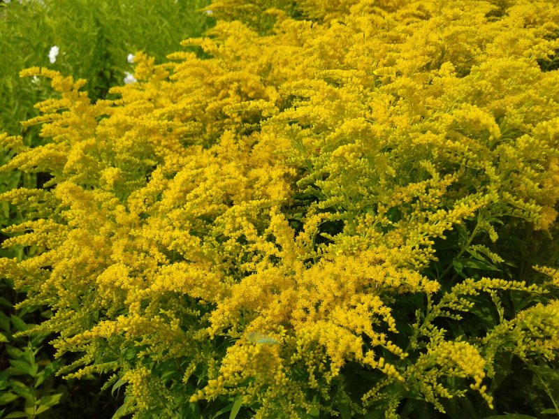 Золотарник Solidago "Sweety"