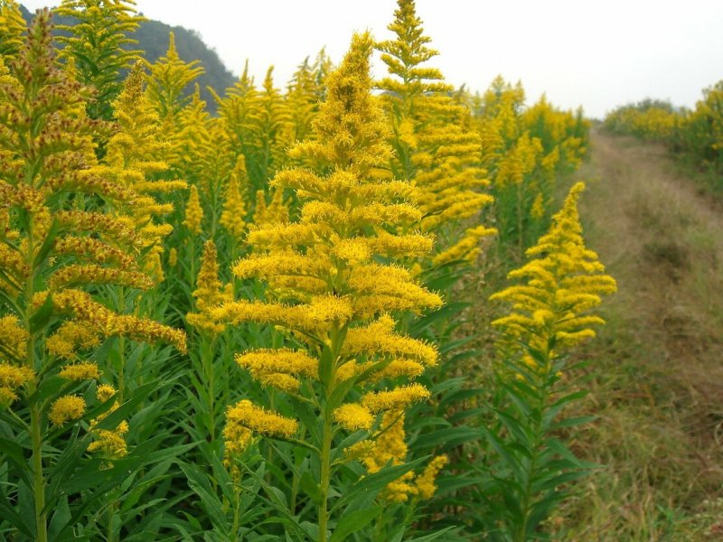 Золотарник (Solidago) Goldkind