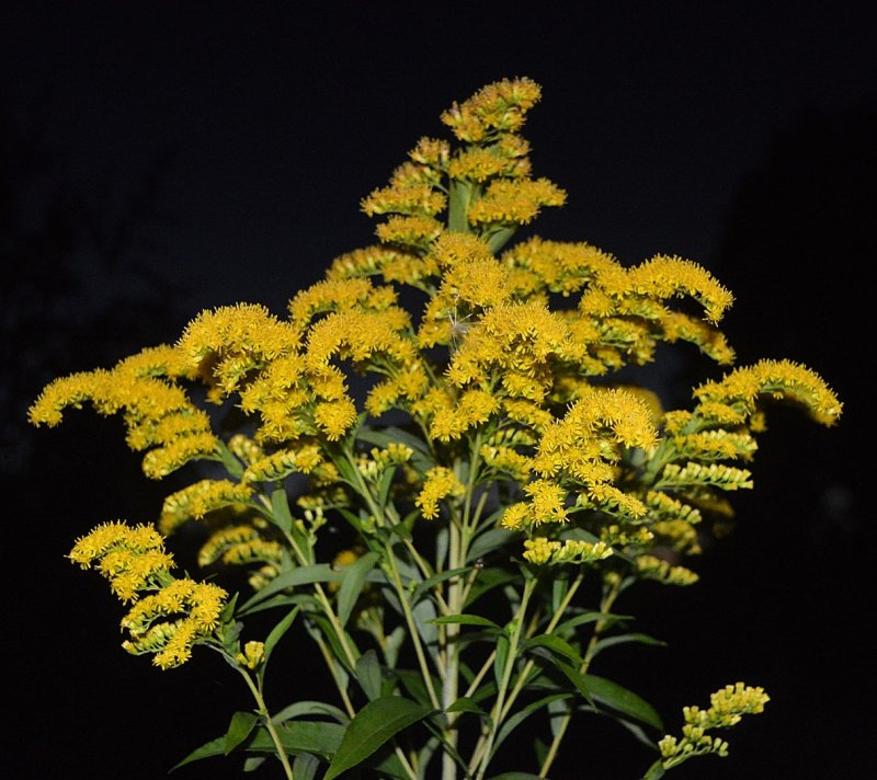 Золотарник обыкновенный Solidago virgaurea в ветеринарии