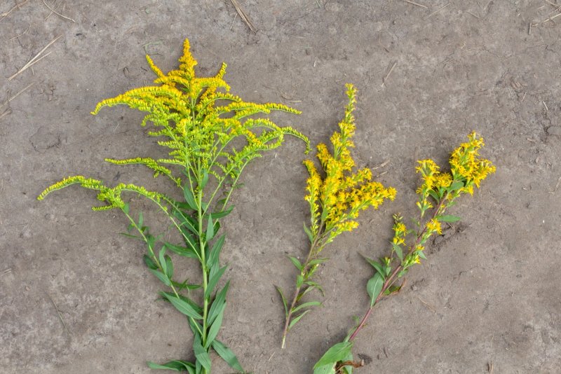 Solidago virgaurea