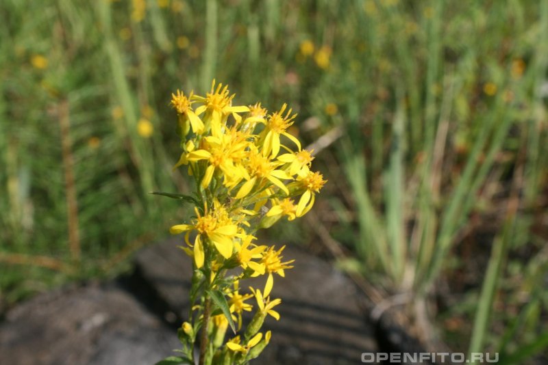 Золотарник канадский (Solidago canadensis)