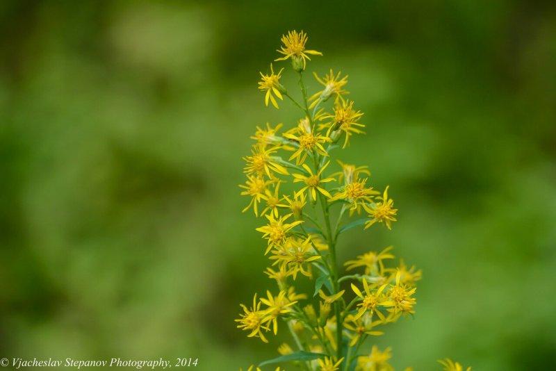Золотарник обыкновенный (Solidago virgaurea