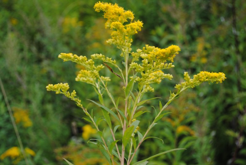 Золотарник канадский (Solidago canadensis)