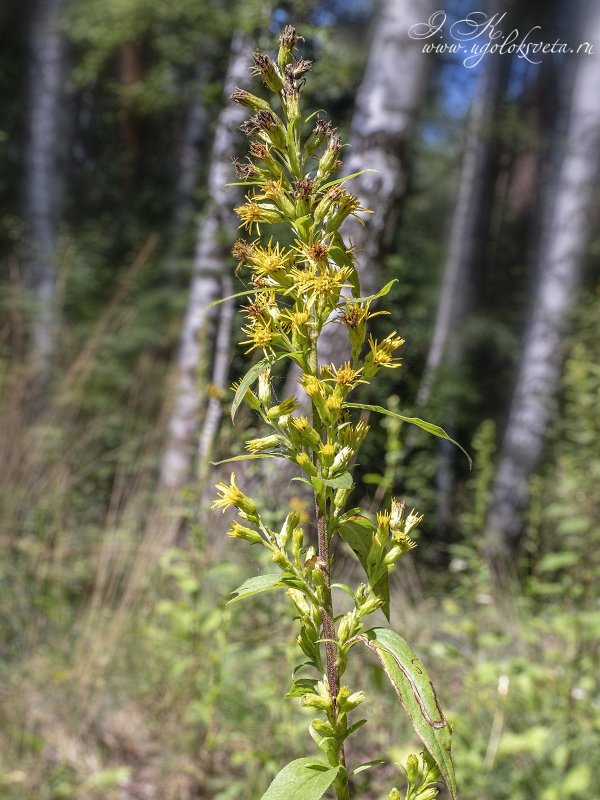 Solidago virgaurea