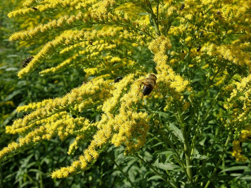 Solidago virgaurea