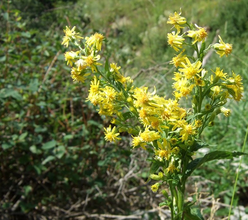 Солидаго, золотарник (Solidago)