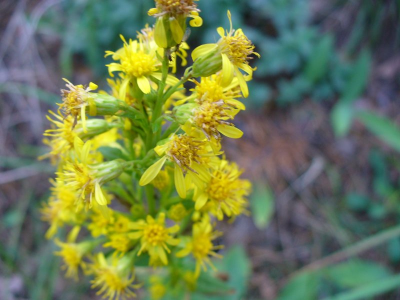 Solidago caesia