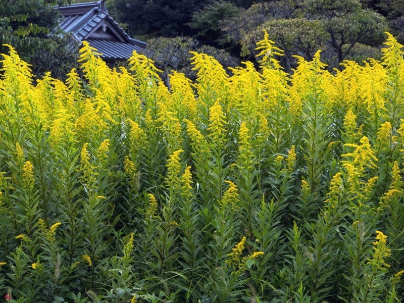 Золотарник Даурский (Solidago dahurica)
