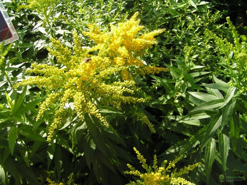 Solidago virgaurea