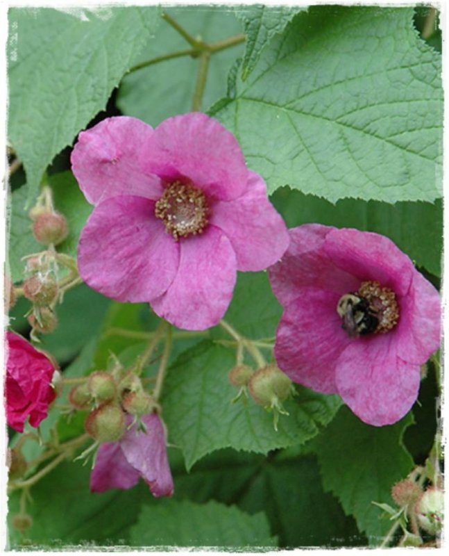 Клен малина душистая Rubus odoratus