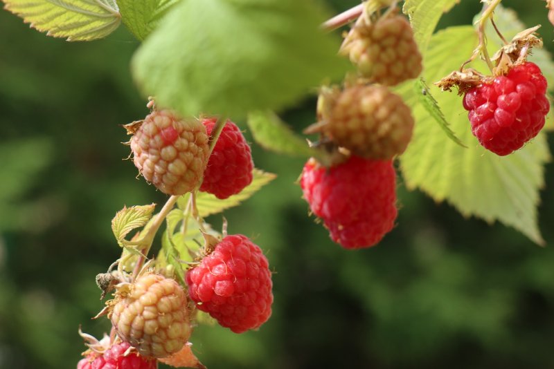 Малина душистая Rubus odoratus