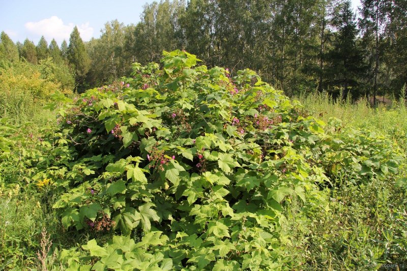 Малина душистая Rubus odoratus