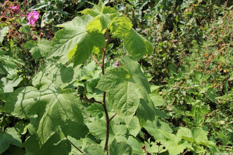Клен малина душистая Rubus съедобная