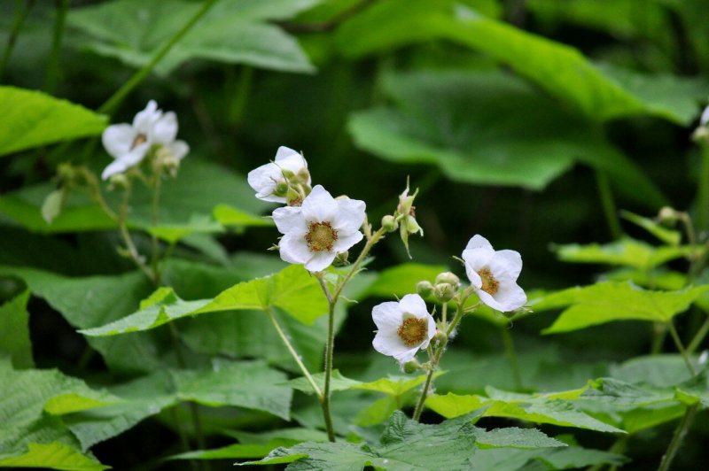 Малина душистая Rubus odoratus