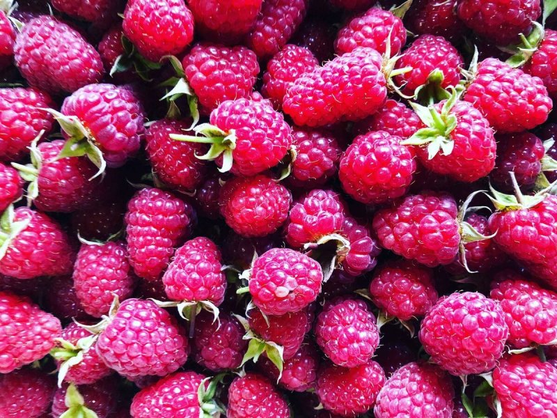Клен-малина # Rubus odoratus р9 10-20