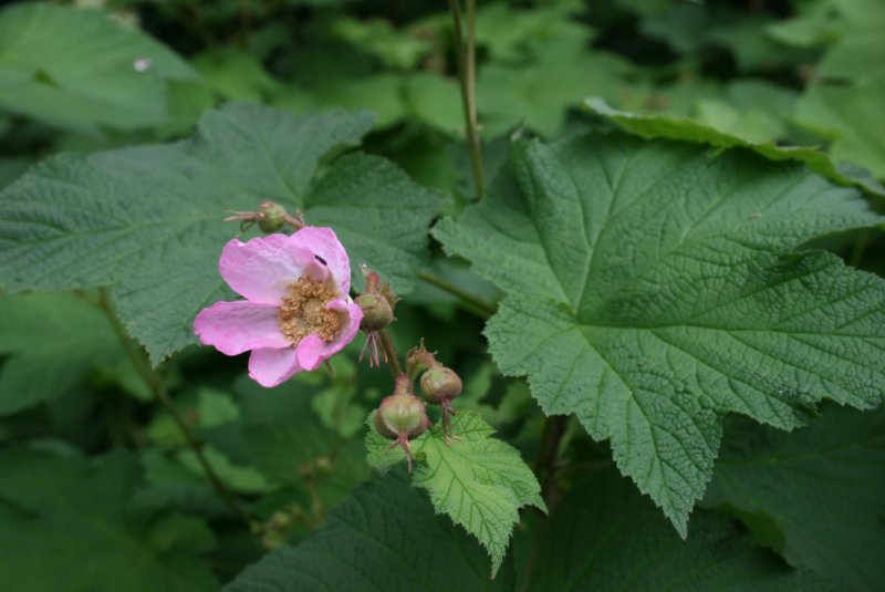 Малина душистая Rubus odoratus