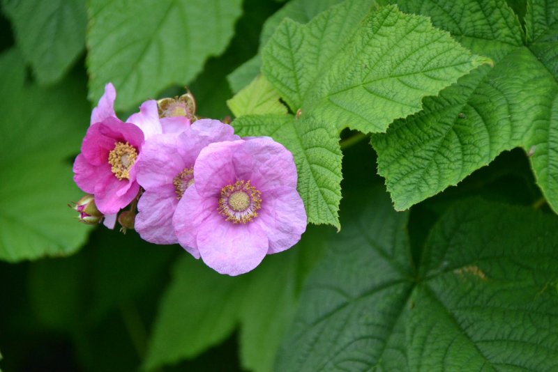 Малина душистая Rubus odoratus