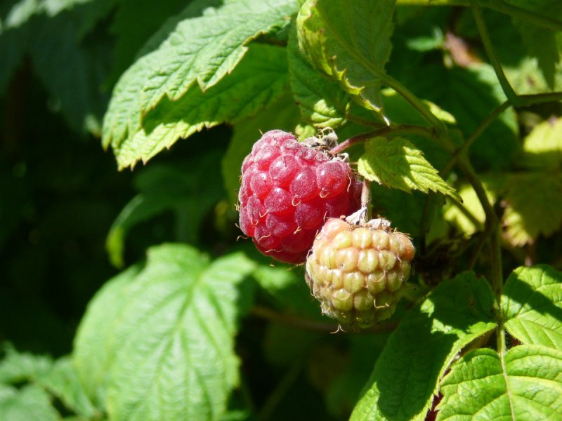 Клен малина душистая Rubus odoratus
