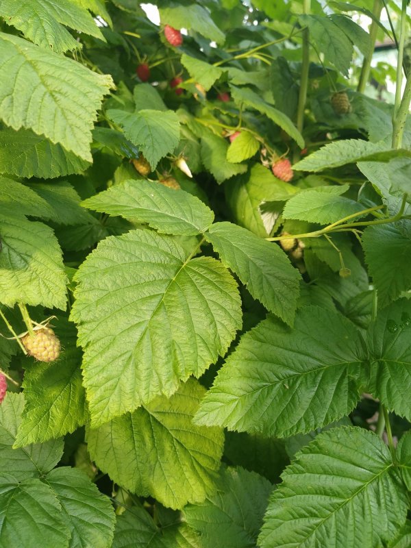 Rubus душистая