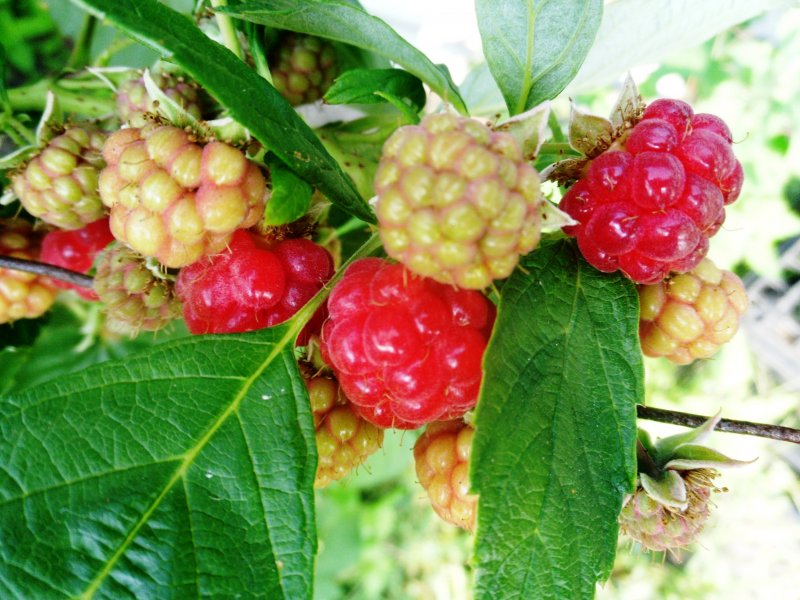 Малина душистая Rubus odoratus